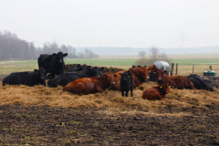 Cuxland, Loxstedt-Düring, Winter 2014