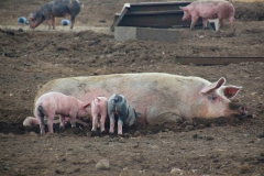 Cuxland, Geestland-Sievern 2014, Glückliche Schweine auf dem Biohof Icken