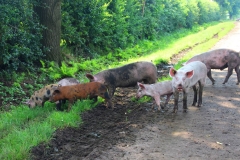 Cuxland, Geestland-Sievern 2017, Glückliche Schweine auf dem Biohof Icken