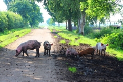 Cuxland, Geestland-Sievern 2017, Glückliche Schweine auf dem Biohof Icken