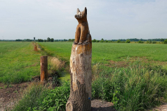 Cuxland, Loxstedt 2021, Moorgebiet bei Hetthorn, Fuchs