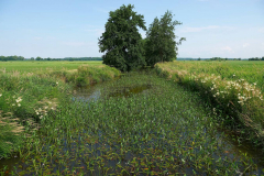 Cuxland, Loxstedt 2021, Moorgebiet bei Hetthorn, Gackau