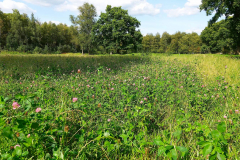 Cuxland, Loxstedt-Hetthorn 2021, Torfdamm, blühende Kleewiese