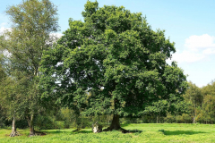 Cuxland, Loxstedt-Hetthorn 2021, Torfdamm