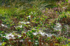 Cuxland, Beverstedt-Lunestedt 2021, Altweibersommer im Moor