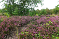 Cuxland, Loxstedt-Düring 2021, Heideblüte