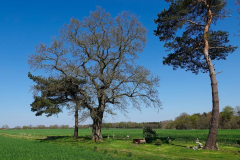 Cuxland, Beverstedt-Hollen 2022, Pesteiche