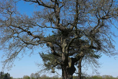 Cuxland, Beverstedt-Hollen 2022, Pesteiche
