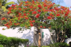 Kenia, Flammenbaum