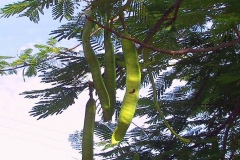 Kenia, Hülsenfrucht des Flammenbaumes