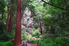 USA, Kalifornien, Muir Woods