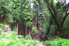 USA, Kalifornien, Muir Woods
