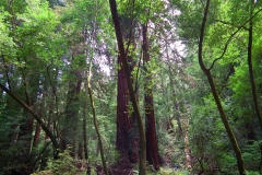 USA, Kalifornien, Muir Woods