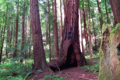 USA, Kalifornien, Muir Woods