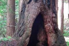 USA, Kalifornien, Muir Woods