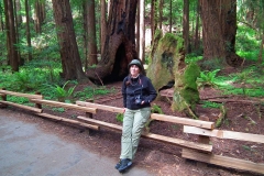 USA, Kalifornien, Muir Woods