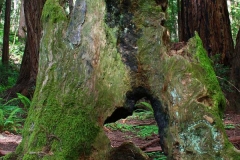 USA, Kalifornien, Muir Woods