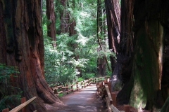 USA, Kalifornien, Muir Woods