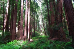 USA, Kalifornien, Muir Woods