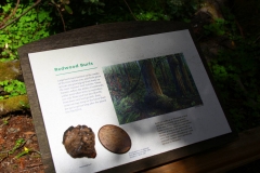USA, Kalifornien, Muir Woods