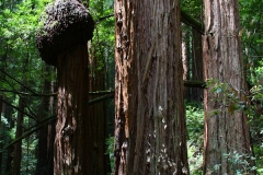 USA, Kalifornien, Muir Woods