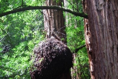 USA, Kalifornien, Muir Woods