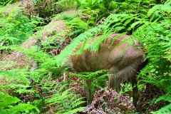 USA, Kalifornien, Muir Woods