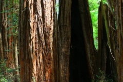 USA, Kalifornien, Muir Woods