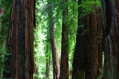USA, Kalifornien, Muir Woods