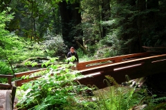 USA, Kalifornien, Muir Woods