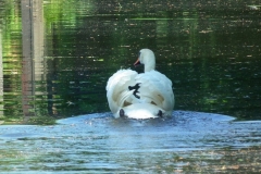 Potsdam, Park Sanssouci, Römische Bäder, Schwan