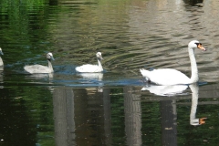 Potsdam, Park Sanssouci, Römische Bäder, Schwanenfamilie