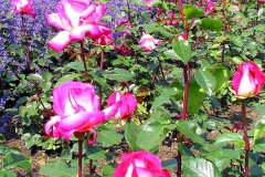 Tschechische Republik, Prag, Lavendel und Rosen