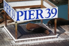San Francisco, Fisherman’s Wharf, Seelöwen