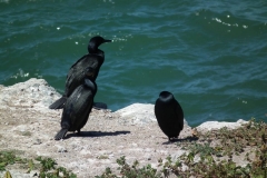 San Francisco, Alcatraz, Kormorane