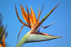 San Francisco, Paradiesvogelblume