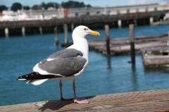 San Francisco, Fisherman’s Wharf
