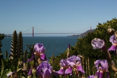 San Francisco, Schwertlilien, Blick von Alcatraz auf die Golden Gate Bridge