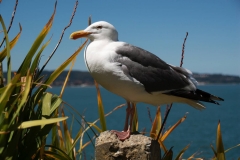 San Francisco, Alcatraz