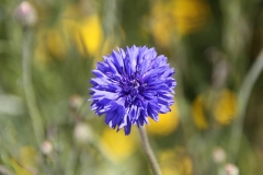 San Francisco, Kornblume