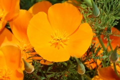 San Francisco, Kalifornischer Mohn