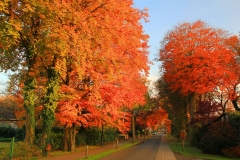 Cuxland, Stinstedt, Herbstfärbung in der Ringstraße, Herbst 2012