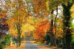 Cuxland, Stinstedt, Herbstfärbung in der Ringstraße, Herbst 2011