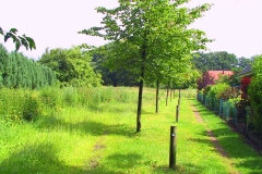 Cuxland, Stinstedt, Junge Linden Am Scheunenplatz, Sommer 2004
