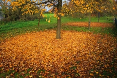 Cuxland, Stinstedt, Herbstlaub der Linden Am Scheunenplatz, Herbst 2011