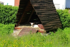 Cuxland, Stinstedt, Ziegen Am Historischen Weg, Sommer 2012