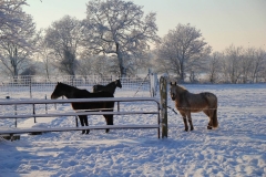Cuxland, Stinstedt, Pferde an der Ringstraße im Winter 2010