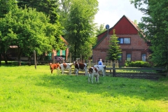Cuxland, Stinstedt, Kälber Am Scheunenplatz, Sommer 2012