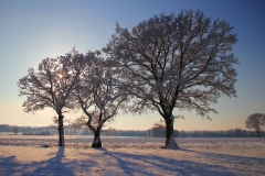 Cuxland, Stinstedt, Lütje Wisch, Winter 2010