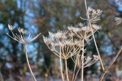 Cuxland, Stinstedt, Winter 2013